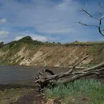 Muschel *