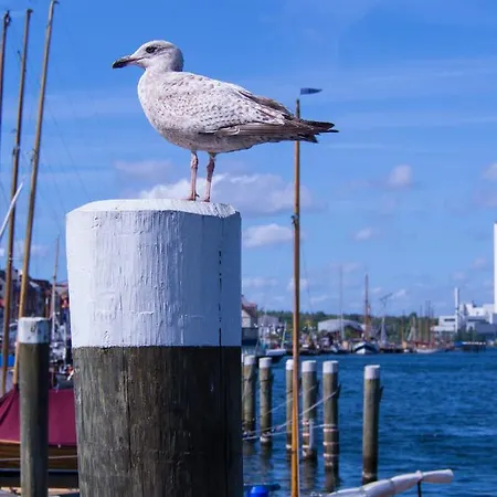 Muschel Γκλύξμπουργκ